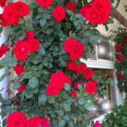 ヒメ日記 2025/05/09 11:05 投稿 篠原詩織 プレジデントハウス