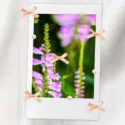 ヒメ日記 2025/08/31 10:40 投稿 篠原詩織 プレジデントハウス