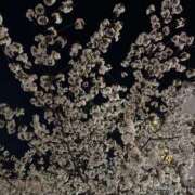 ヒメ日記 2025/04/09 18:46 投稿 あんな クラブハウスシェル