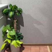 ヒメ日記 2025/04/13 23:11 投稿 さくら 鹿児島ちゃんこ 天文館店