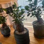 ヒメ日記 2025/09/21 23:37 投稿 さくら 鹿児島ちゃんこ 天文館店