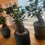 ヒメ日記 2025/09/21 23:51 投稿 さくら 鹿児島ちゃんこ 天文館店