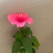 ヒメ日記 2025/09/22 12:58 投稿 さくら 鹿児島ちゃんこ 天文館店