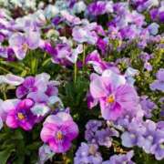 ヒメ日記 2025/05/11 09:26 投稿 えみ feel＆airi