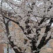 ヒメ日記 2025/04/01 09:06 投稿 かえで feel＆airi