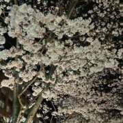 ヒメ日記 2025/04/10 11:46 投稿 かえで feel＆airi