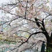 ヒメ日記 2025/04/08 16:36 投稿 なおこ feel＆airi