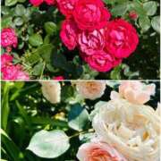 ヒメ日記 2026/05/15 17:15 投稿 なおこ feel＆airi