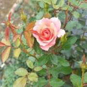 ヒメ日記 2026/10/05 10:55 投稿 なおこ feel＆airi