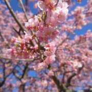 ヒメ日記 2025/03/07 10:46 投稿 しずく feel＆airi