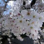 ヒメ日記 2025/04/06 10:26 投稿 ほなみ feel＆airi