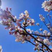 ヒメ日記 2025/04/15 15:26 投稿 ゆみこ feel＆airi