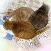 あくび にゃんにゃん🐈⸒⸒⸒⸒ feel＆airi