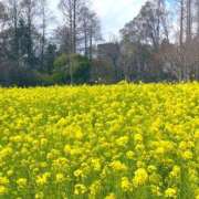 ヒメ日記 2025/04/09 14:20 投稿 新田ユウ ビギナーズエステ ROOMiE＋（ルーミープラス）