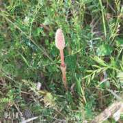 ヒメ日記 2025/03/22 12:43 投稿 暁ナオ フォーナイン熊本