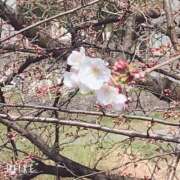 ヒメ日記 2025/03/23 14:32 投稿 暁ナオ フォーナイン熊本