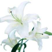 ヒメ日記 2025/06/03 13:42 投稿 暁ナオ フォーナイン熊本