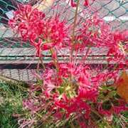 ヒメ日記 2025/10/09 13:03 投稿 暁ナオ フォーナイン熊本