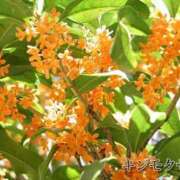 ヒメ日記 2025/10/29 13:42 投稿 暁ナオ フォーナイン熊本