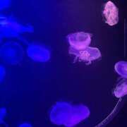 ヒメ日記 2025/08/16 23:11 投稿 特プレミアえま【魅了する輝き♡】 LIPS(リップス)