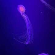 ヒメ日記 2025/09/26 13:03 投稿 特プレミアえま【魅了する輝き♡】 LIPS(リップス)