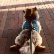 ヒメ日記 2025/02/08 13:09 投稿 愛須　さとみ 30・40・50代☆人妻熟女コレクション