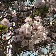 ヒメ日記 2025/04/04 14:38 投稿 愛須　さとみ 30・40・50代☆人妻熟女コレクション