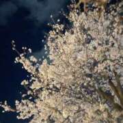 ヒメ日記 2025/04/05 01:20 投稿 愛須　さとみ 30・40・50代☆人妻熟女コレクション