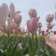 ヒメ日記 2025/04/21 11:42 投稿 愛須　さとみ 30・40・50代☆人妻熟女コレクション