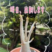 ヒメ日記 2025/06/02 09:48 投稿 愛須　さとみ 30・40・50代☆人妻熟女コレクション