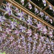 ヒメ日記 2025/07/29 10:36 投稿 愛須　さとみ 30・40・50代☆人妻熟女コレクション