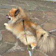 ヒメ日記 2025/08/01 10:08 投稿 愛須　さとみ 30・40・50代☆人妻熟女コレクション