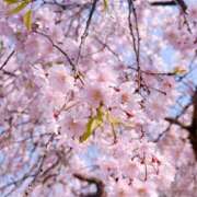 ヒメ日記 2025/04/05 14:42 投稿 ももこ 治療院.LOVE 宇都宮店