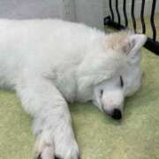 ヒメ日記 2025/05/13 22:01 投稿 まこ 幼さの残る美少女！ ウエスト・コム