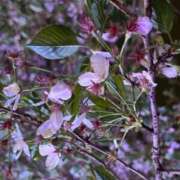 みどり みどりカラー💚 IRIS(岐阜)