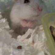 ヒメ日記 2025/09/26 22:05 投稿 えな マリン宇都宮店