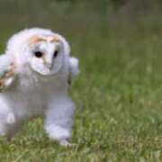 ヒメ日記 2025/04/09 17:18 投稿 ちあき アラビアンナイト