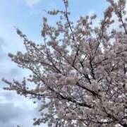 ヒメ日記 2026/04/08 10:57 投稿 こはく 新潟風俗 Cherish Amulet