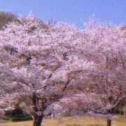 ヒメ日記 2025/04/12 07:21 投稿 さな 櫻女学院