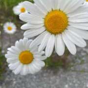 ヒメ日記 2025/06/18 13:29 投稿 蓮美　えま PLATINA R-30（すすきの）