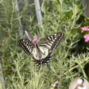 ヒメ日記 2025/06/05 19:07 投稿 あさひ CECIL