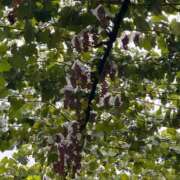 ヒメ日記 2025/09/14 21:31 投稿 あさひ CECIL