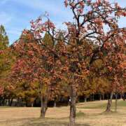 ヒメ日記 2025/11/13 23:09 投稿 あさひ CECIL