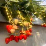 ヒメ日記 2026/03/29 22:40 投稿 あさひ CECIL