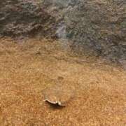 ヒメ日記 2026/04/21 08:30 投稿 あさひ CECIL