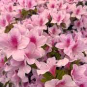 ヒメ日記 2026/04/22 23:00 投稿 あさひ CECIL