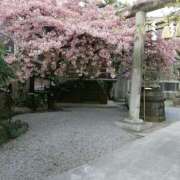 ヒメ日記 2025/03/15 08:50 投稿 鶴田 熟女の風俗最終章　鶯谷店