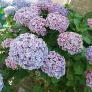 ヒメ日記 2025/06/18 10:56 投稿 鶴田 熟女の風俗最終章　鶯谷店