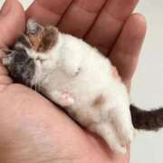 ヒメ日記 2025/07/26 03:01 投稿 鶴田 熟女の風俗最終章　鶯谷店