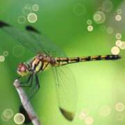 ヒメ日記 2025/07/31 10:36 投稿 鶴田 熟女の風俗最終章　鶯谷店